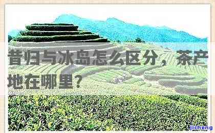 昔归和冰岛茶产地在哪里，探秘茶叶世界：昔归与冰岛茶的产地在哪里？