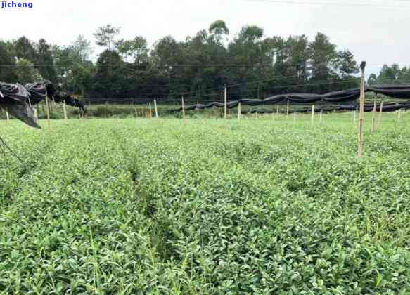 白化茶有多少种类，探究白化茶的多样性：熟悉其不同种类和特点