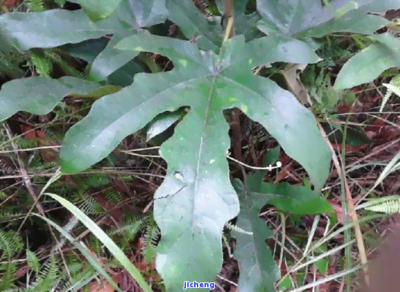 脾虚喝什么茶好-肝脾虚喝什么茶好