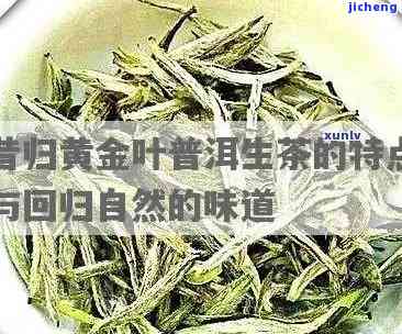 昔归黄金叶怎么样？口感与特点全面解析