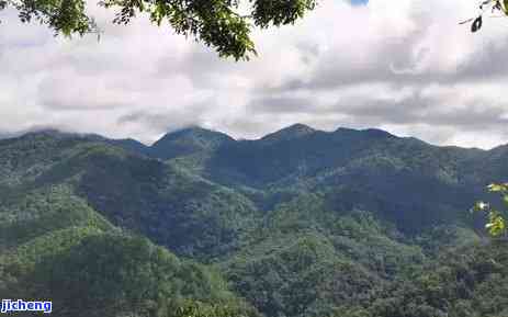 探索冰岛布朗山：三大茶区特色与区别