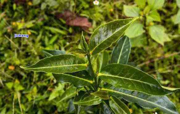 野茶有保质期吗-野茶有保质期吗?