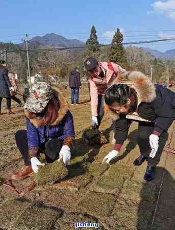 井冈山茶厂，探访井冈山茶厂：品味革命老区的绿色清香