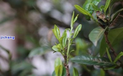 曼松古树茶和小树的区别，揭秘曼松古树茶与小树茶的差别