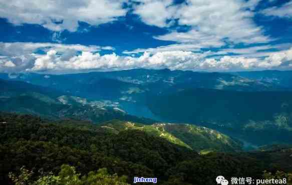 临沧昔归茶山行-临沧市昔归茶山