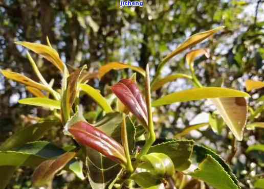 野生红茶树图片-野生红茶树图片大全