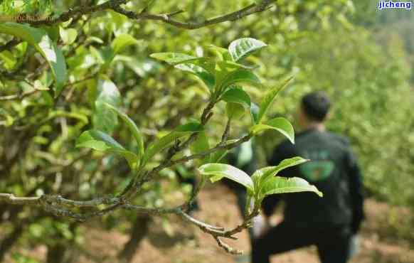 探秘大雪山古茶：古老茶树与茶园的故事