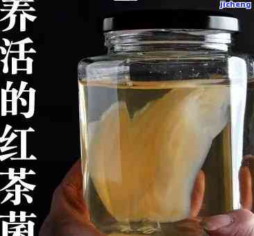 全程详解：红茶菌菌种制作视频