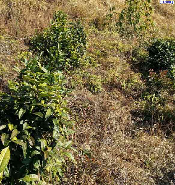 英德红茶怎么泡好喝？教你正确冲泡方法