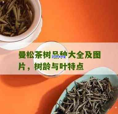 全解：曼松小树茶品种及图片种类一览