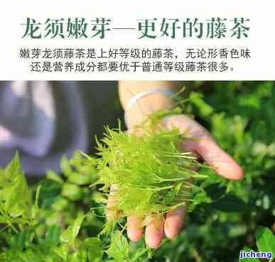 芽尖莓茶有好处吗能喝吗，芽尖莓茶的好处和适饮性解析