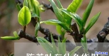 陈茶有什么好处-陈茶有什么好处和坏处