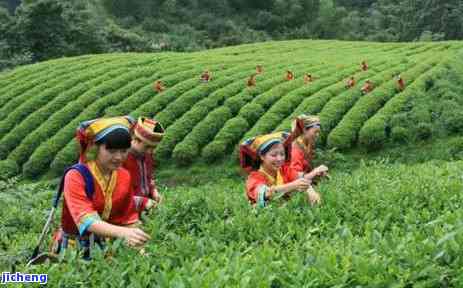 红茶需要洗吗，红茶需要清洗吗？探讨茶的清洁问题