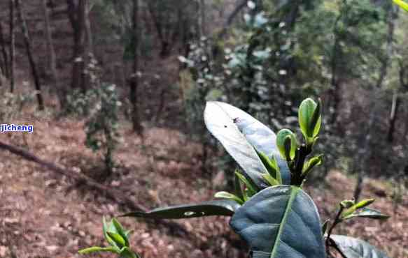 曼松单株茶品种大全：图片与详细信息全收录