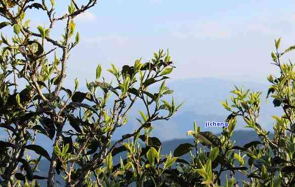 昔归古树茶图片，探索古韵：欣昔归古树茶的绝美图片