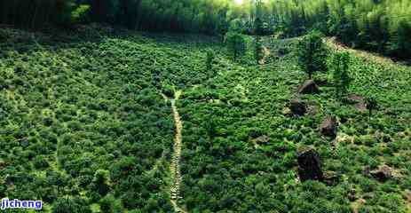 江西红茶发源地，探寻江西红茶的起源地