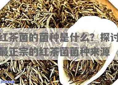 红茶菌原始菌种有哪些？熟悉其品种与种类