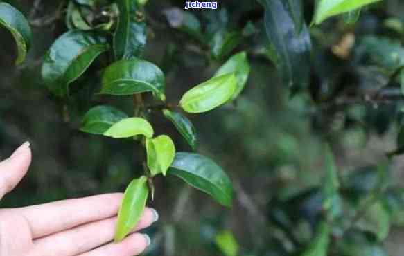 云南小叶种茶有哪些，探秘云南：熟悉小叶种茶的品种与特色