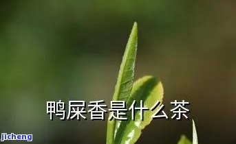 鸭屎茶是红茶吗，揭示真相：鸭屎茶究竟是不是红茶？