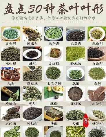 大叶茶叫什么茶，探寻茶叶世界：大叶茶的别名与分类