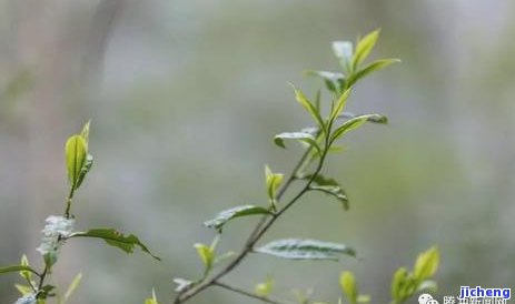 喝什么茶去油腻效果好，解腻神器：哪些茶叶具有去除油腻的效果？