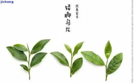 女士喝什么茶，揭秘女士最喜欢的茶叶品种，让你轻松找到适合她的茶饮