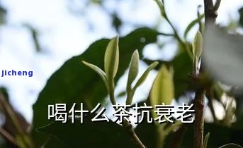 抗衰老喝什么茶-抗衰老喝什么茶是的方法