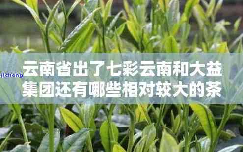 七彩云南与大益：普洱茶品质比较