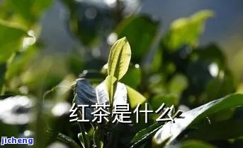 红茶是什么树叶-红茶是什么树叶子做的