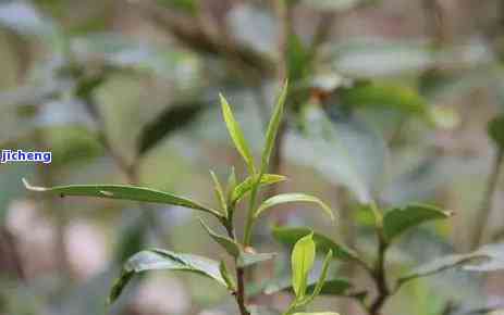 曼松古树茶海拔-曼松古树茶海拔多少米