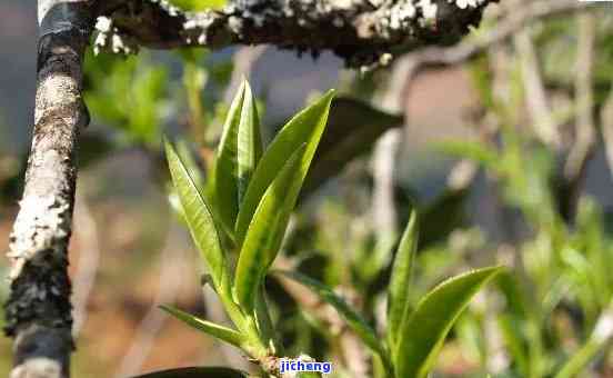 大雪山茶叶，探索神秘的大雪山：品味独一无二的茶叶