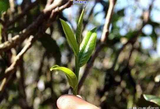 昔归古树藤条茶：探寻其品种与特别口感