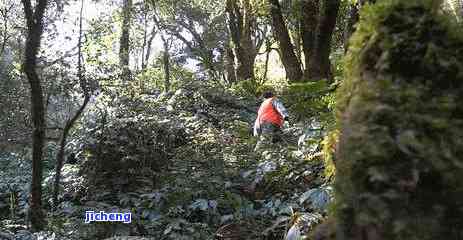 野生大雪山茶叶图片大全，探索大自然之美：野生大雪山茶叶图片大全