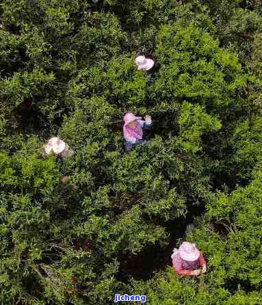 探索曼松王子山茶的特别口感及其特点