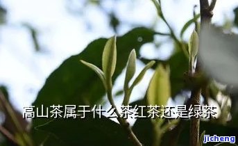 隐山茶是红茶吗-隐山茶是什么茶