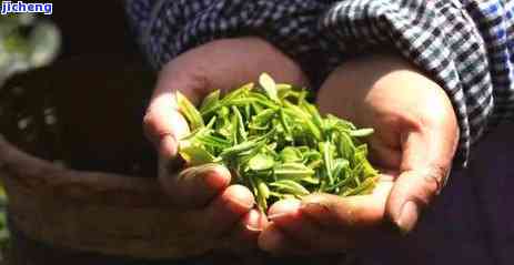 爱茶人是什么茶种，探索爱茶人的品味：他们情于哪种茶种？