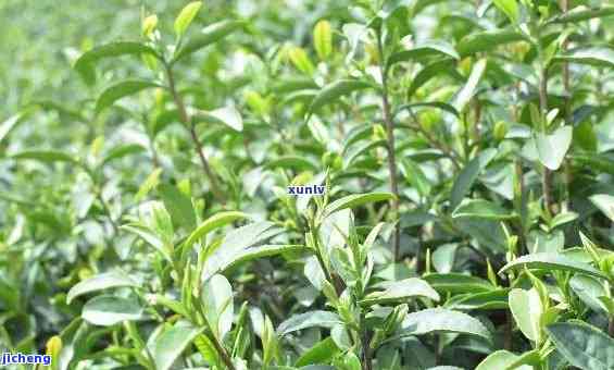 四青是什么茶叶品种，解密茶叶品种：四青是哪种茶？