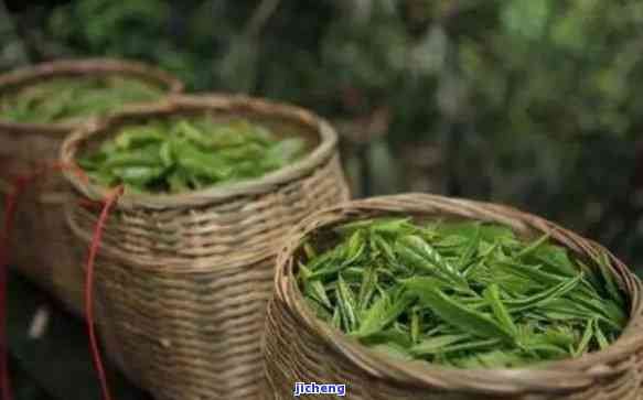 雅安出产什么茶叶最多，揭秘雅安：哪种茶叶产量最多？