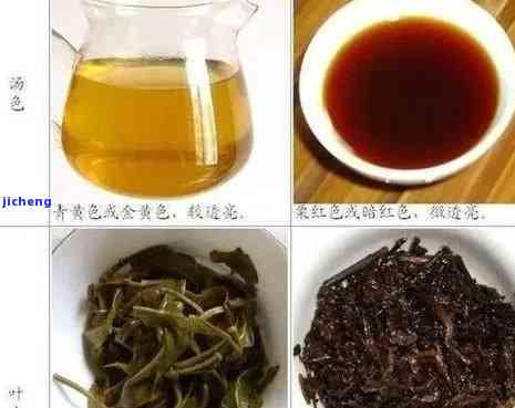 新血茶是什么茶-新血茶是什么茶种