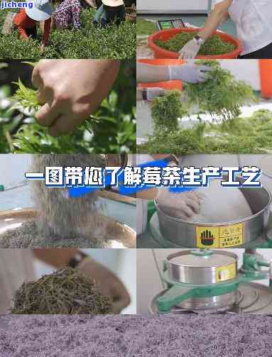 莓茶制作过程图片