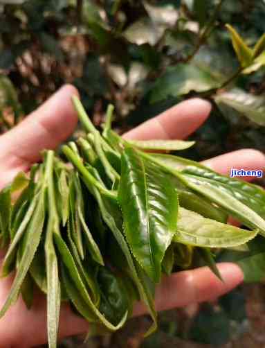 凤凰窝是什么茶的别称，探秘茶叶世界：熟悉凤凰窝——一种珍贵茶的别名