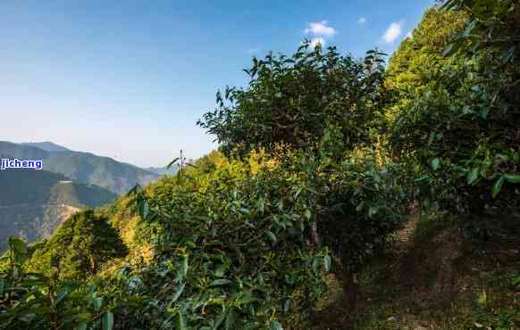 凤凰窝属于什么茶，揭秘凤凰窝：它属于哪种茶叶？