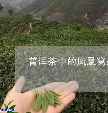 凤凰窝属于什么茶，揭秘凤凰窝：它属于哪种茶叶？