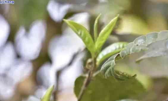 凤凰窝茶叶产地在哪里，探寻凤凰窝茶叶的产地：一次特别的茶文化之旅