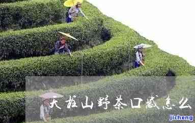 天门山茶哪里的-天门山茶哪里的好