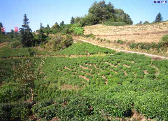 六安茶年份鉴别：级别与工艺解析