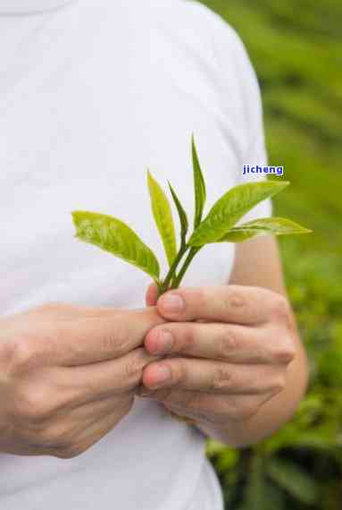 双手捧茶的图片-双手捧茶的图片唯美