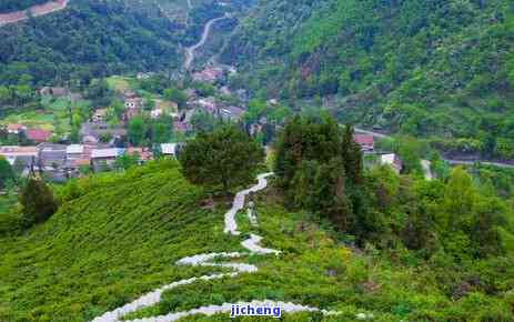 山间茶熟，采撷山间茶，品味自然香——探访中国茶园的奇妙之旅