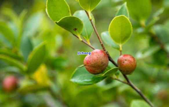 山茶的果实图片-山茶的果实图片大全