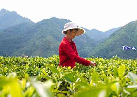 喝茶会不会变老，探讨茶叶的神奇功效：喝茶真的会让人变年轻吗？